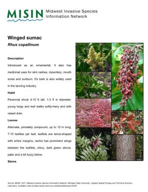 Winged Sumac Rhus Copallinum