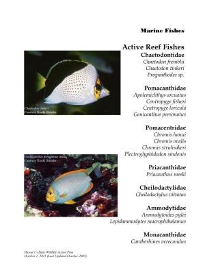 Active Reef Fishes Chaetodontidae Chaetodon Fremblii Chaetodon Tinkeri Prognathodes Sp