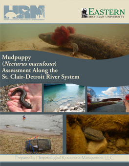 Mudpuppy Assessment Along the St. Clair-Detroit River System 2