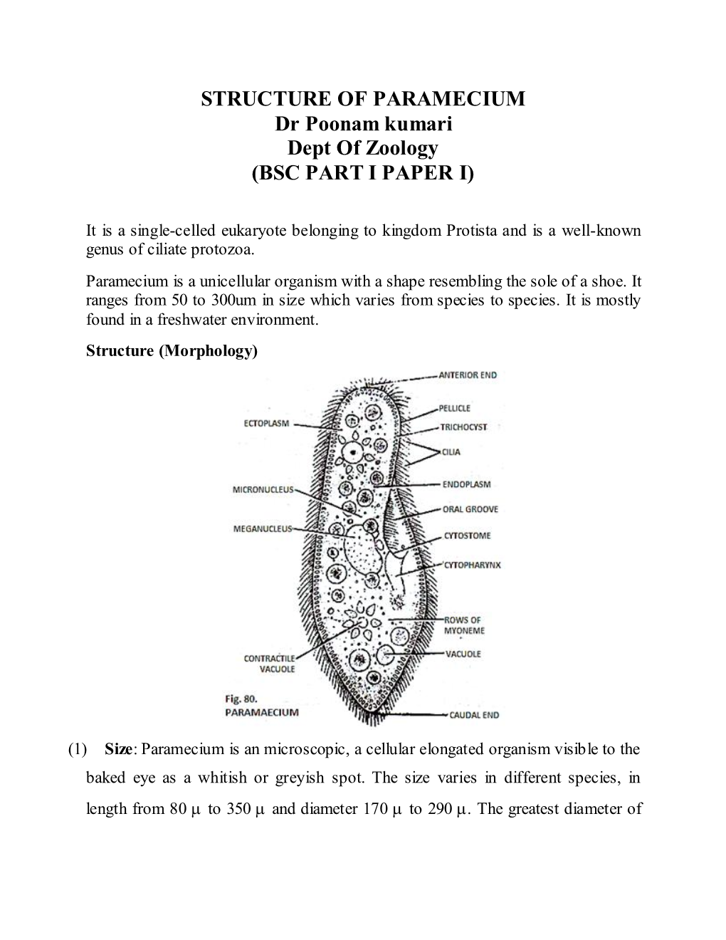 STRUCTURE of PARAMECIUM Dr Poonam Kumari Dept of Zoology (BSC PART I PAPER I)