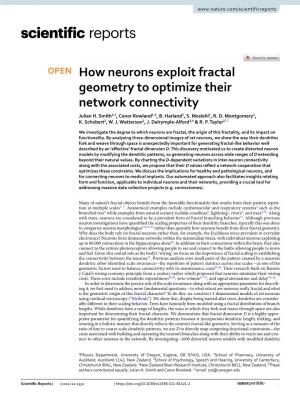 How Neurons Exploit Fractal Geometry to Optimize Their Network Connectivity Julian H
