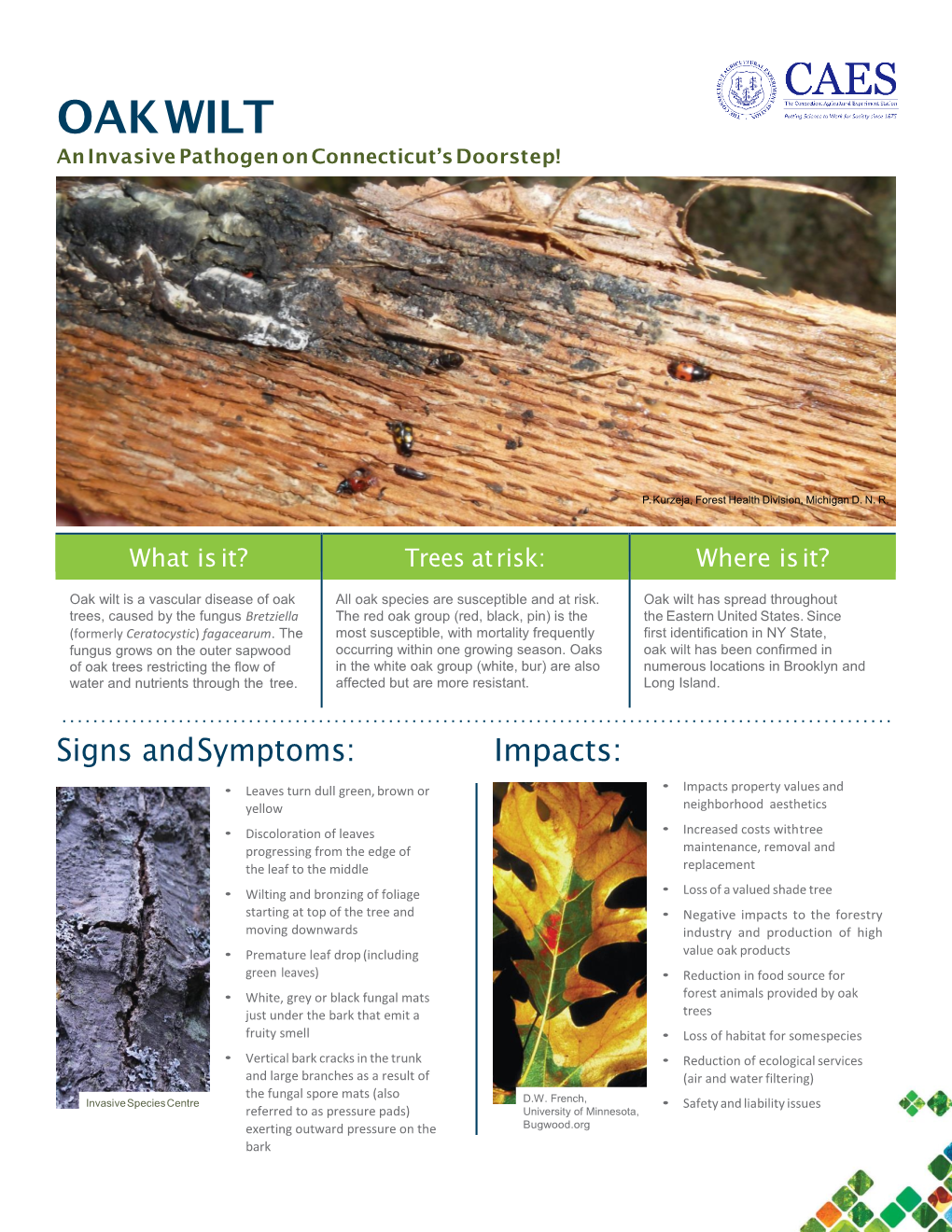 OAK WILT an Invasive Pathogen on Connecticut’S Doorstep!