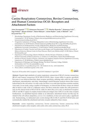 Canine Respiratory Coronavirus, Bovine Coronavirus, and Human Coronavirus OC43: Receptors and Attachment Factors