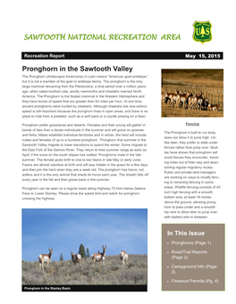 SAWTOOTH NATIONAL RECREATION AREA Pronghorn in The