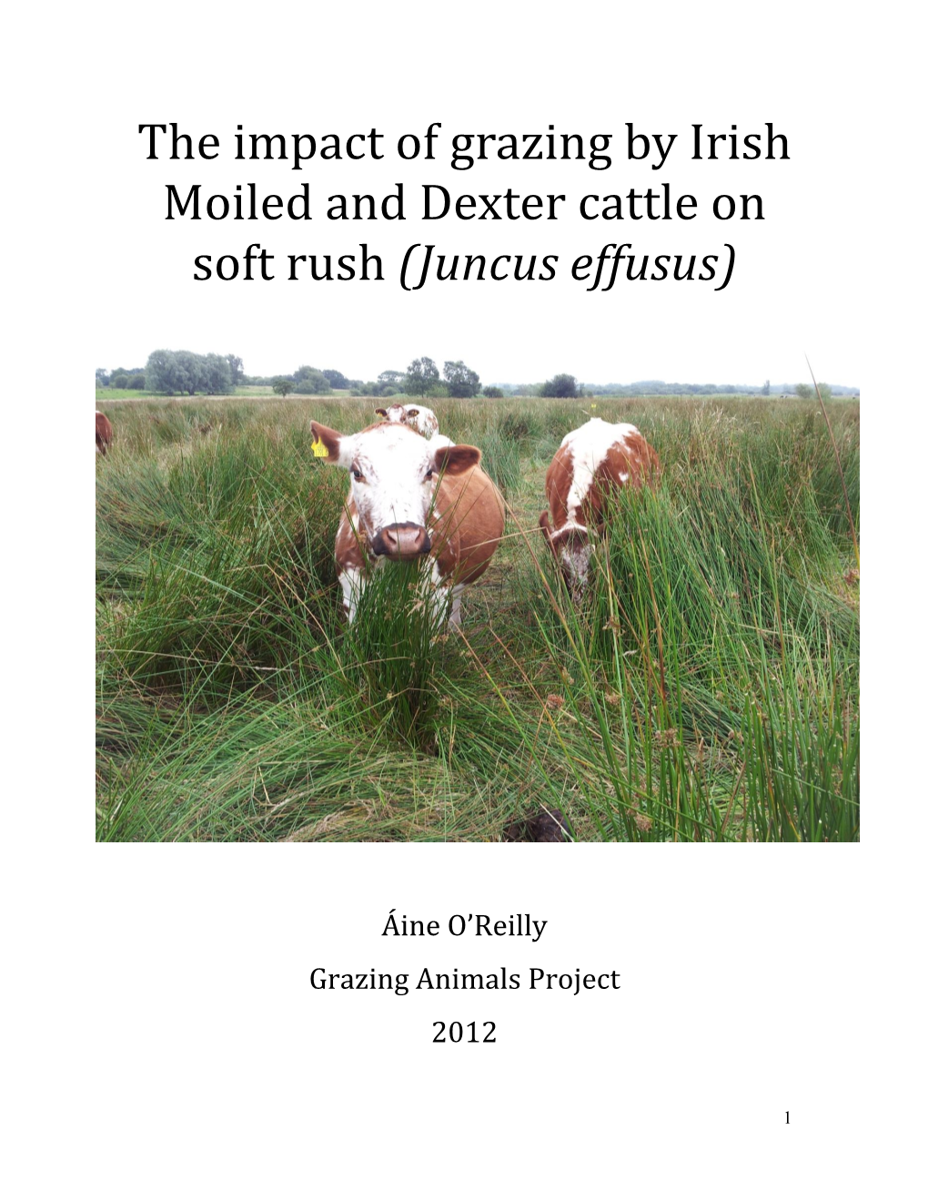 The Impact of Grazing by Irish Moiled and Dexter Cattle on Soft Rush