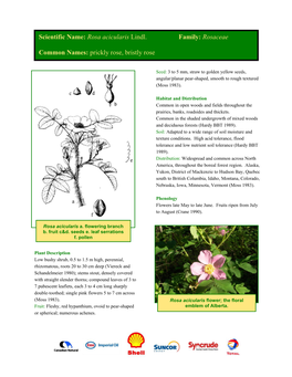 Rosa Acicularis Lindl. Family: Rosaceae Common Names