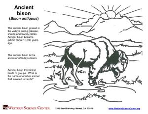 Ancient Bison (Bison Antiquus)