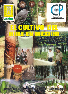 El Cultivo Del Hule En México