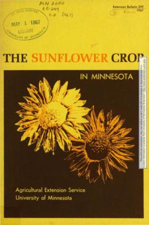 The Sunflower Crop the Sunflower Crop in Minnesota R