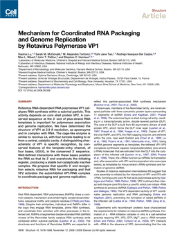 Mechanism for Coordinated RNA Packaging and Genome Replication by Rotavirus Polymerase VP1