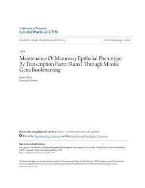 Maintenance of Mammary Epithelial Phenotype by Transcription Factor Runx1 Through Mitotic Gene Bookmarking Joshua Rose University of Vermont