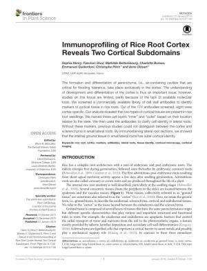 Immunoprofiling of Rice Root Cortex Reveals Two Cortical Subdomains