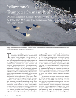 Yellowstone's Trumpeter Swans in Peril?