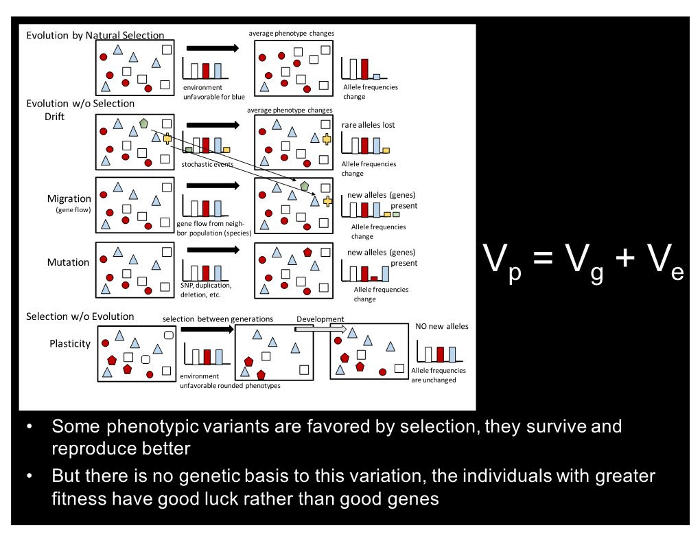 Vp = Vg + Ve SNP, Duplication, Allele Frequencies Deletion, Etc