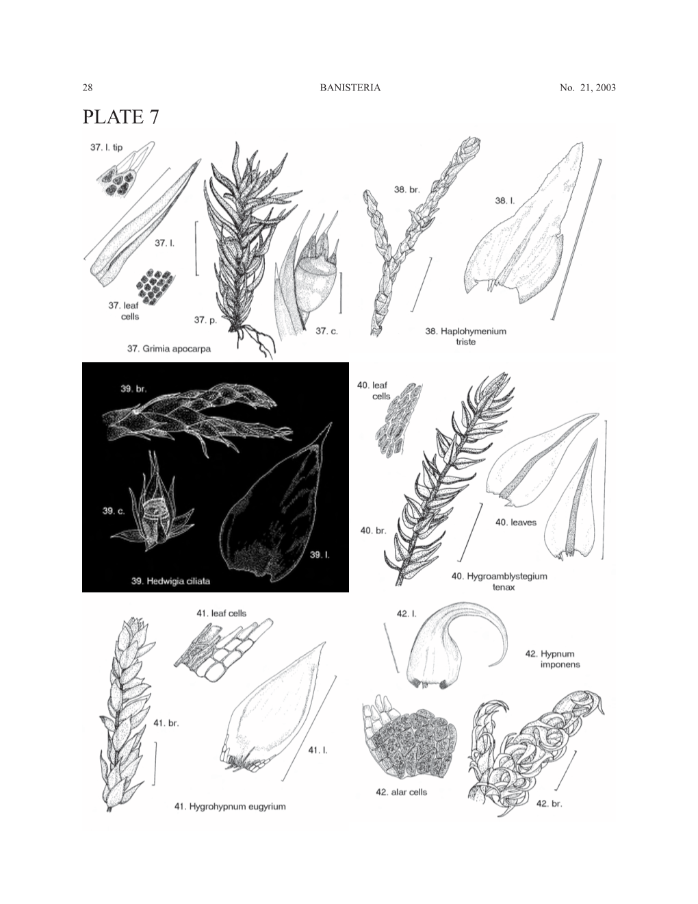 Banisteria21 Piedmontmosses