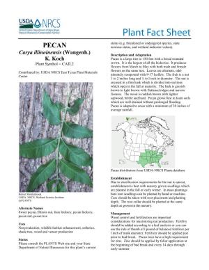 Sweet Pecan Plant Fact Sheet