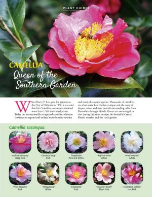 Camellia Queen of the Southern Garden