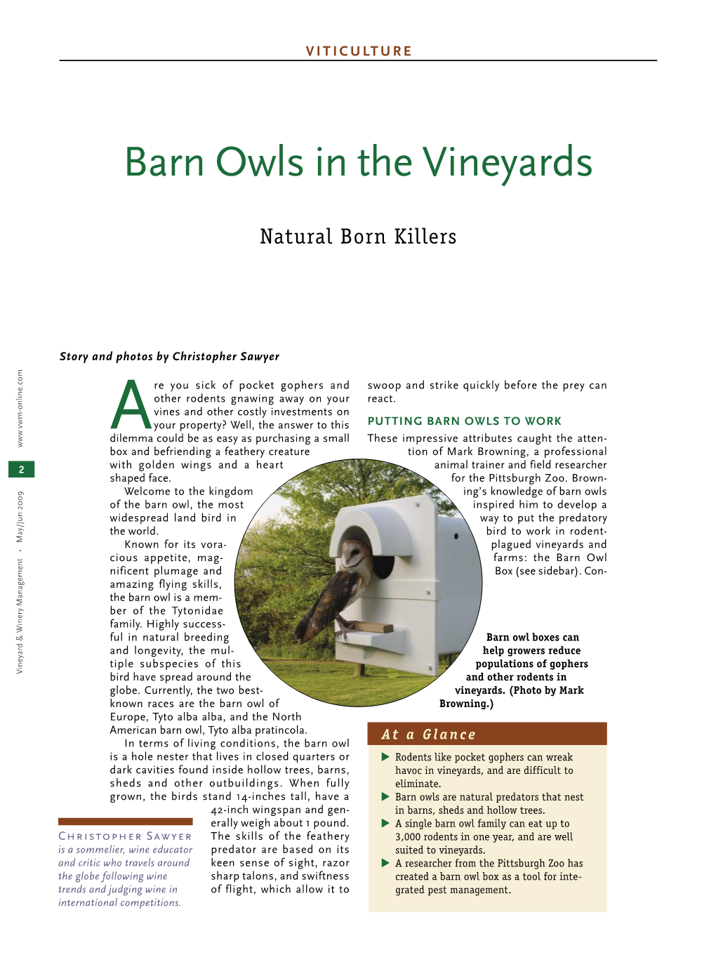 Barn Owls in the Vineyards