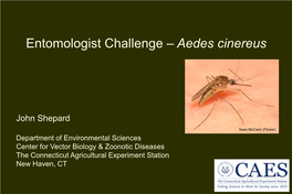 Aedes Cinereus