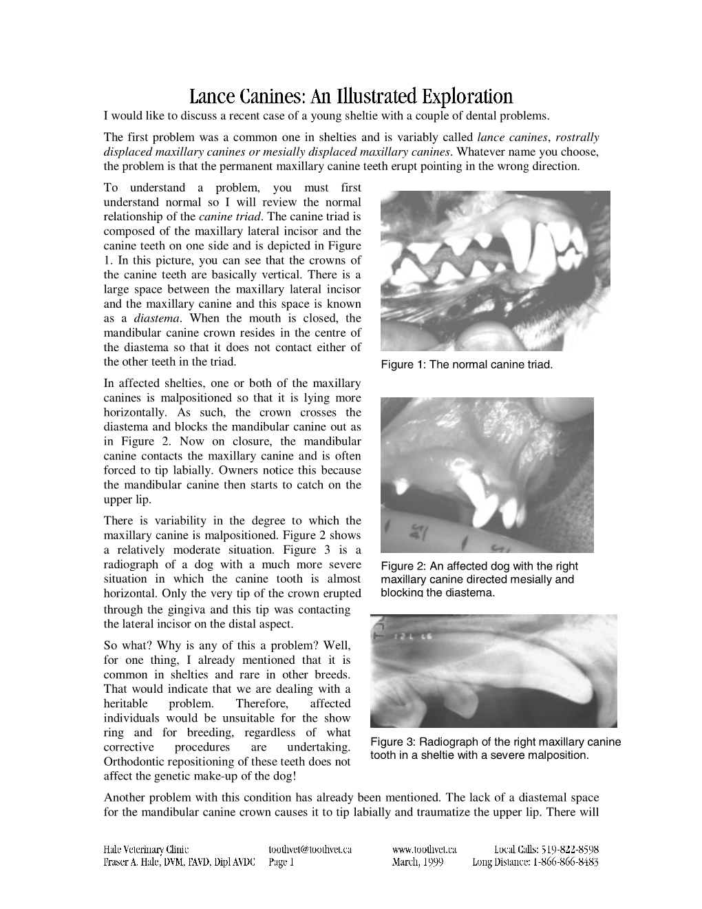 Lance Canines: an Illustrated Exploration I Would Like to Discuss a Recent Case of a Young Sheltie with a Couple of Dental Problems