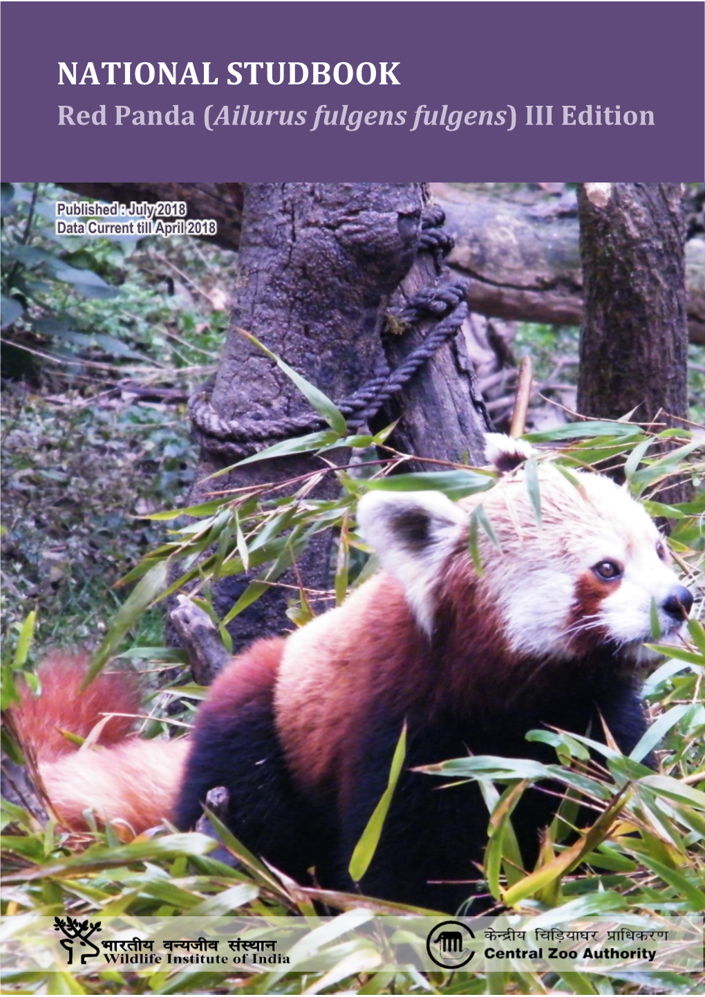 Red Panda (Ailurus Fulgens Fulgens) III Edition