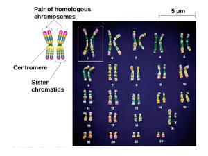 5 Μm Pair of Homologous Chromosomes Sister Chromatids