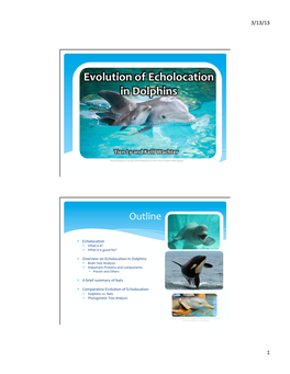 Evolution of Echolocation in Dolphins