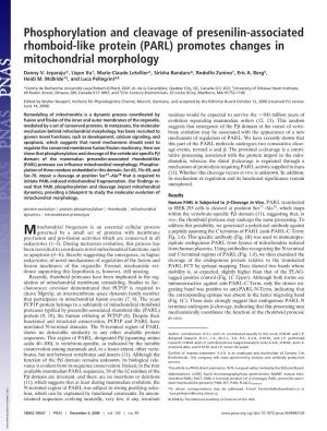 Phosphorylation and Cleavage of Presenilin-Associated Rhomboid-Like Protein (PARL) Promotes Changes in Mitochondrial Morphology