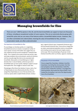There Are Over 7,000 Fly Species in the UK, and the Best Brownfields Can Support at Least One Thousand of These, Including an Exceptional Number of Scarce Species