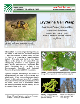 Erythrina Gall Wasp