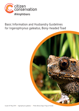 Basic Information and Husbandry Guidelines for Ingerophrynus Galeatus, Bony-Headed Toad