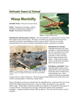 Wasp Mantidfly
