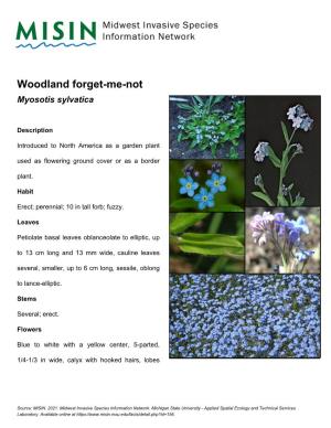 Woodland Forget-Me-Not Myosotis Sylvatica