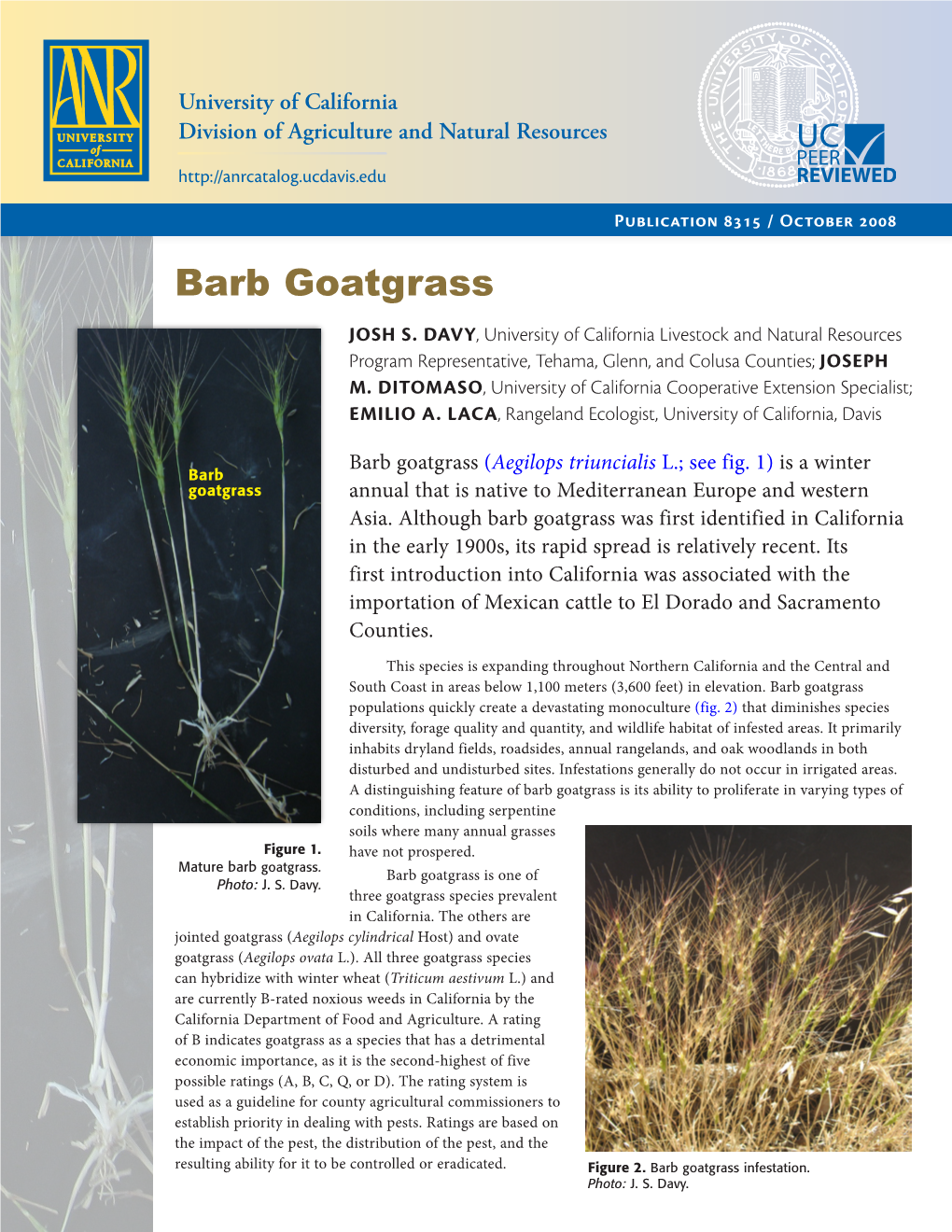 Barb Goatgrass