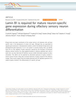 Lamin B1 Is Required for Mature Neuron-Specific Gene Expression