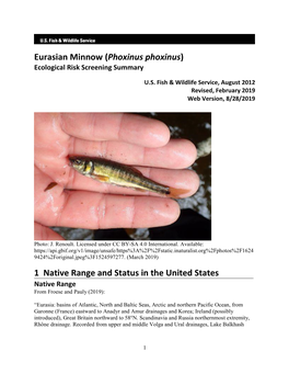 Eurasian Minnow (Phoxinus Phoxinus) ERSS