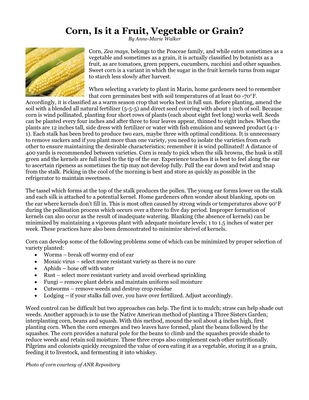 Corn, Is It a Fruit, Vegetable Or Grain? by Anne-Marie Walker