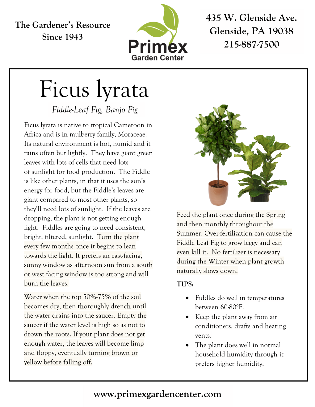 Ficus Lyrata Fiddle-Leaf Fig, Banjo Fig Ficus Lyrata Is Native to Tropical Cameroon in Africa and Is in Mulberry Family, Moraceae