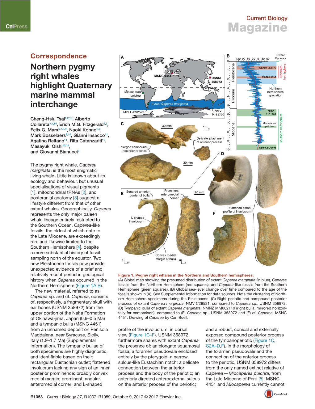 Northern Pygmy Right Whales Highlight Quaternary Marine Mammal