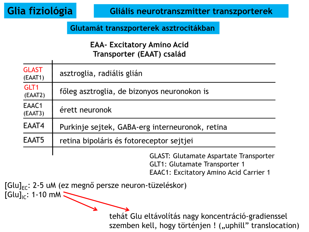 Glia Fiziológia Gliális Neurotranszmitter Transzporterek