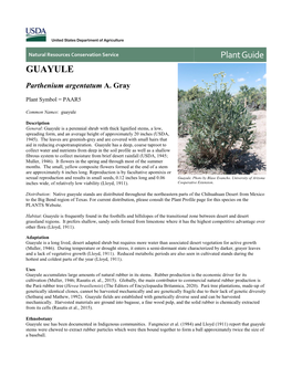 Guayule (Pathenium Argentatum) Plant Guide