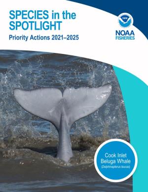 Species in the Spotlight—Cook Inlet Beluga