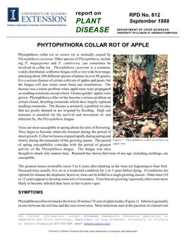 Phytophthora Collar Rot of Apple