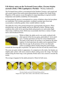Life History Notes on the No-Brand Grass-Yellow, Eurema Brigitta Australis (Stoll, 1780) Lepidoptera: Pieridae - Wesley Jenkinson