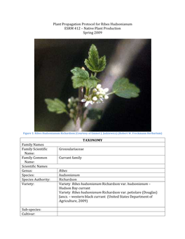 Plant Propagation Protocol for Ribes Hudsonianum ESRM 412 – Native Plant Production Spring 2009