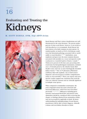 Evaluating and Treating the Kidneys