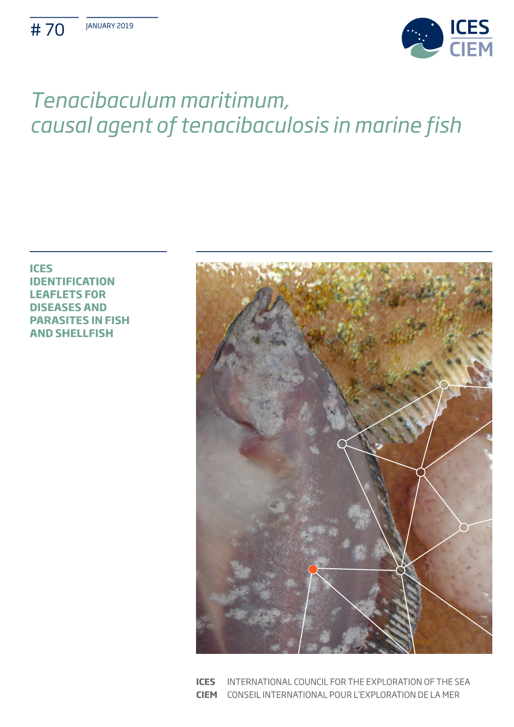 Tenacibaculum Maritimum, Causal Agent of Tenacibaculosis in Marine Fish