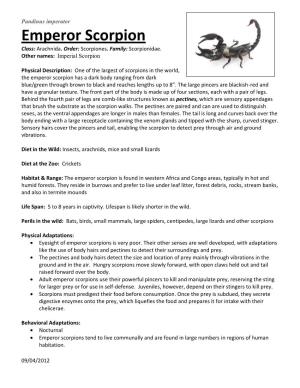 Emperor Scorpion Class: Arachnida