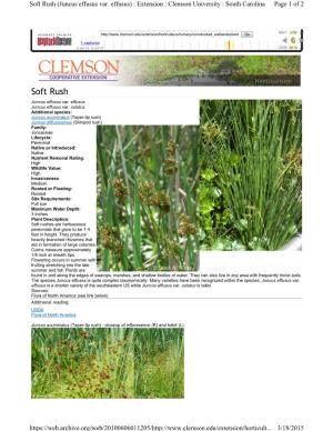 Aquatic Plant Profiles: Soft Rush (Juncus Effusus Var. Effusus, Juncus