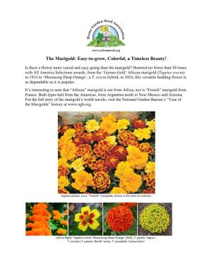 The Marigold: Easy-To-Grow, Colorful, a Timeless Beauty!